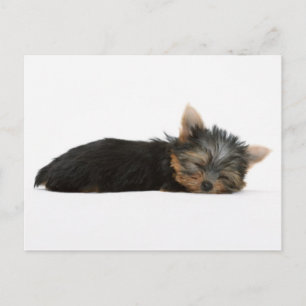 Carte Postale Yorkie Puppy Dormir