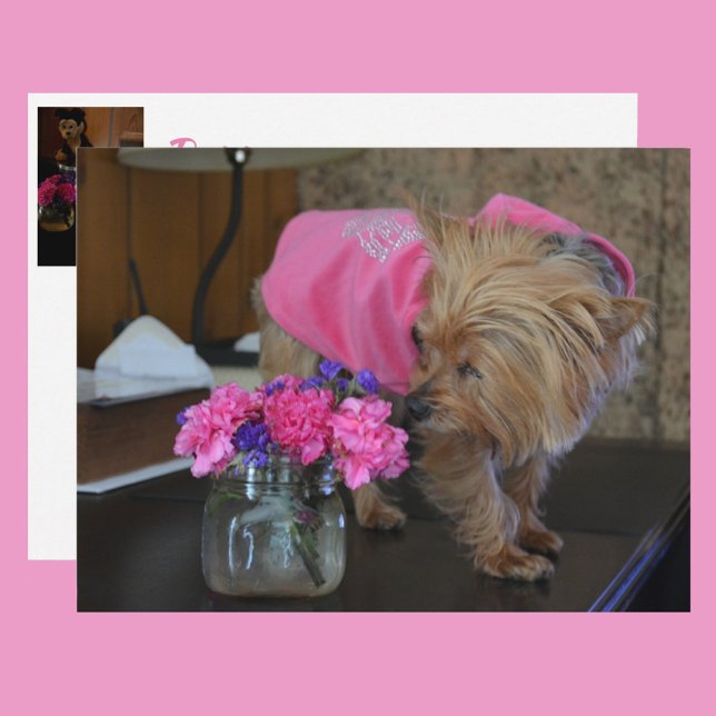 Carte Postale Yorkie Puppy Loty en rose (Créateur téléchargé)