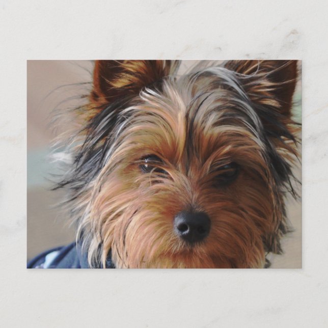 Carte postale Yorkie Terrier (Devant)