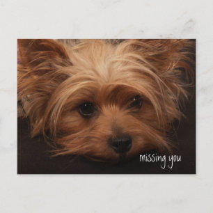 Carte Postale Yorkie Vous A Manqué