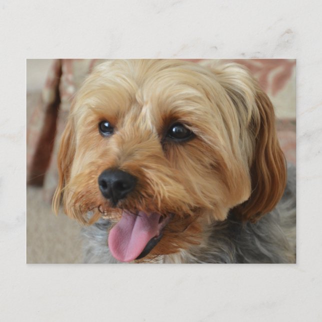 Carte Postale Yorkie Zac (Devant)