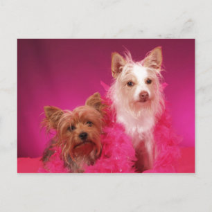 Carte Postale Yorkies et Boas roses