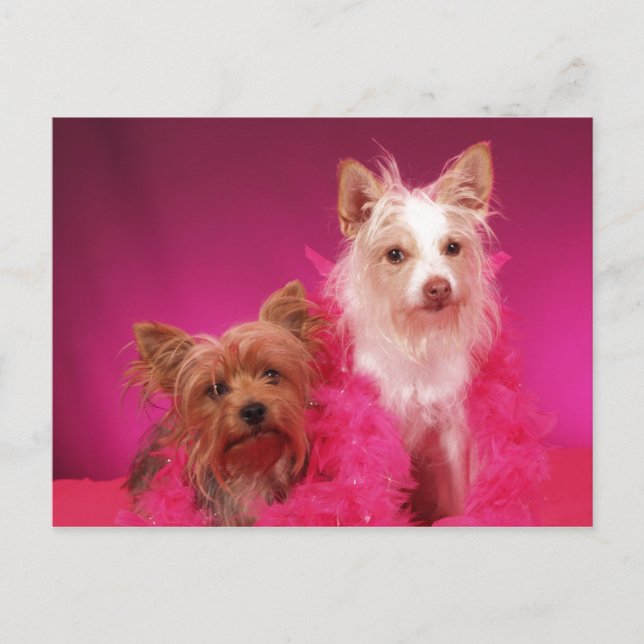 Carte Postale Yorkies et Boas roses (Devant)