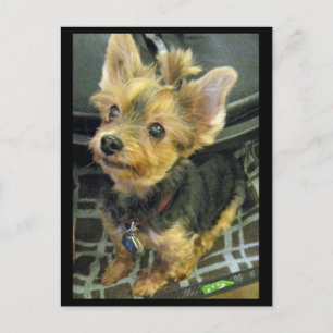 Carte postale Yorkshire Terrier