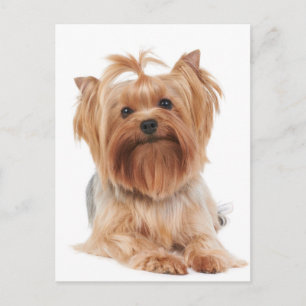 Carte Postale Yorkshire Terrier