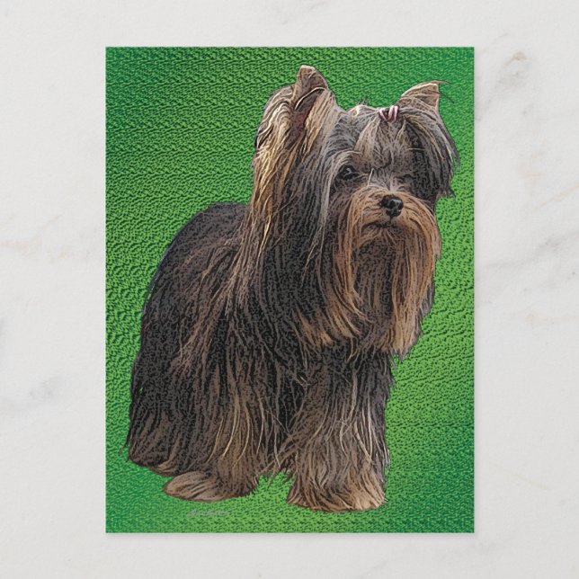 Carte Postale Yorkshire Terrier (Devant)