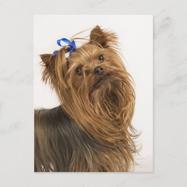 Carte Postale Yorkshire Terrier (Devant)