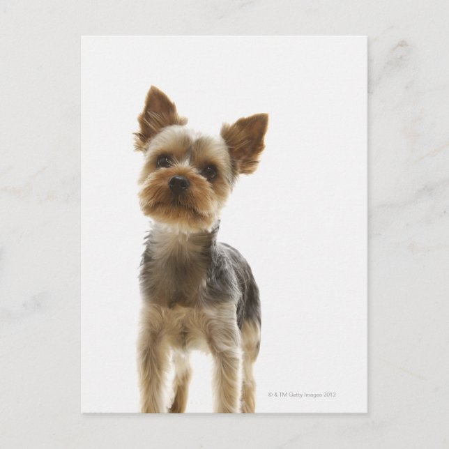 Carte Postale Yorkshire Terrier (Devant)