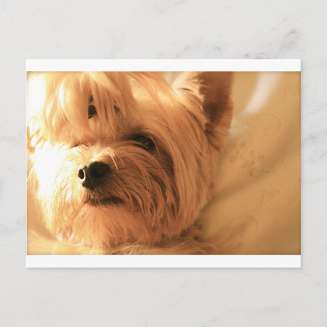 Carte Postale Yorkshire Terrier (Devant)