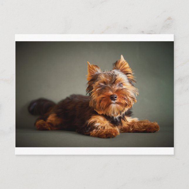 Carte Postale Yorkshire Terrier (Devant)
