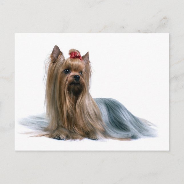 Carte Postale Yorkshire Terrier (Devant)