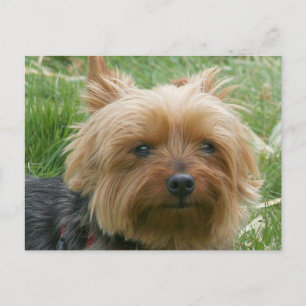 Carte Postale Yorkshire Terrier