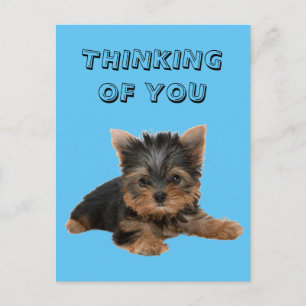 CARTE POSTALE YORKSHIRE TERRIER