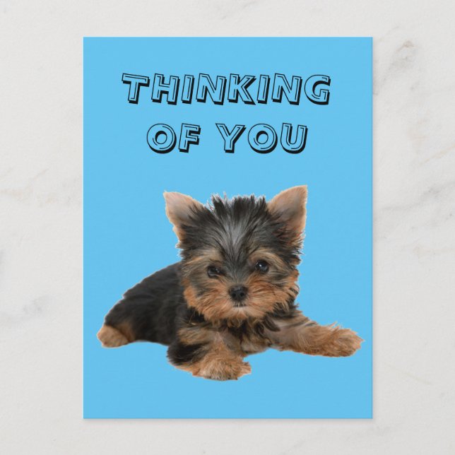 CARTE POSTALE YORKSHIRE TERRIER (Devant)
