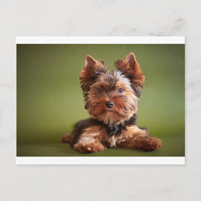 Carte Postale Yorkshire Terrier (Devant)
