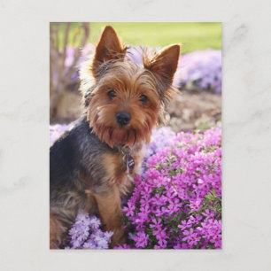 Carte postale Yorkshire Terrier