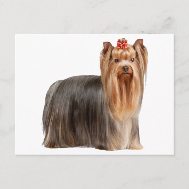 Carte Postale Yorkshire Terrier (Devant)
