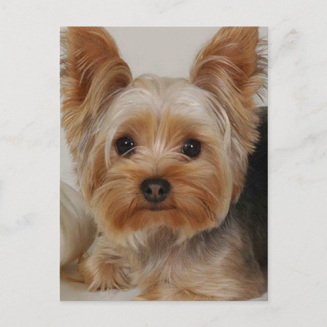 Carte Postale Yorkshire Terrier (Devant)