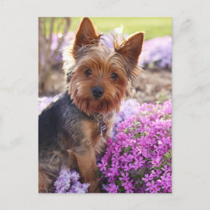 Carte Postale Yorkshire Terrier