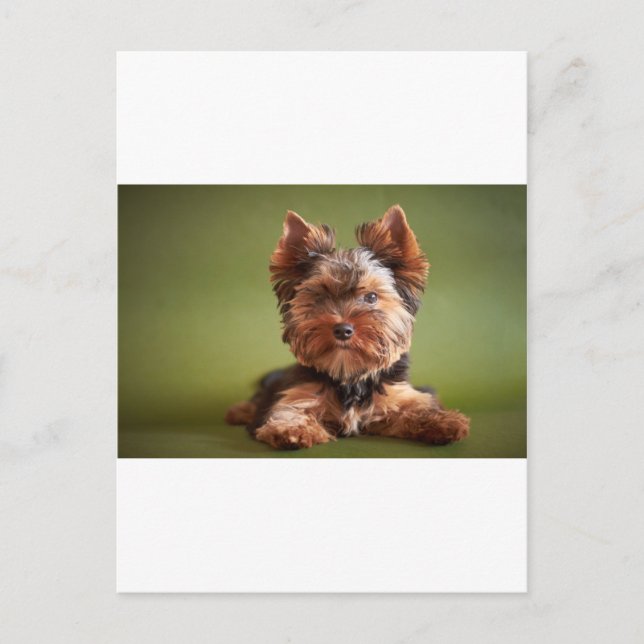Carte Postale Yorkshire Terrier (Devant)