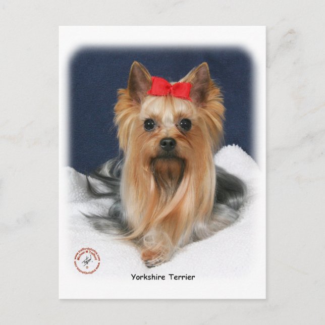 Carte Postale Yorkshire Terrier 9Y110D-019 (Devant)
