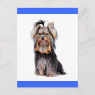 Carte Postale Yorkshire Terrier Chien Chien Chien Blanc Bleu Car