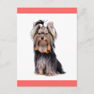 Carte Postale Yorkshire Terrier Chien Chien Chien Chien Blanc Ro