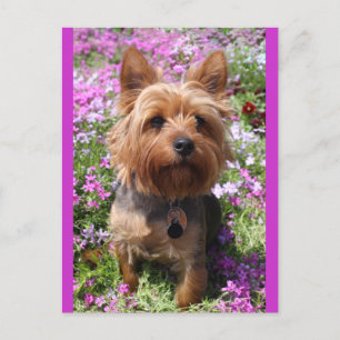 Carte Postale Yorkshire Terrier Chien Chien Chien Chien Blanc Vi