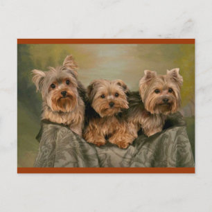 Carte Postale Yorkshire Terrier Chiens de marionnettes Blank Car