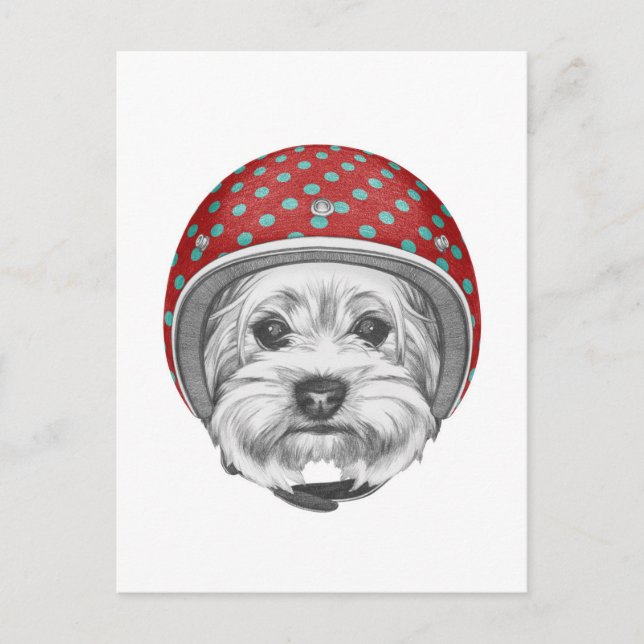 Carte Postale Yorkshire Terrier Daredevil (Devant)