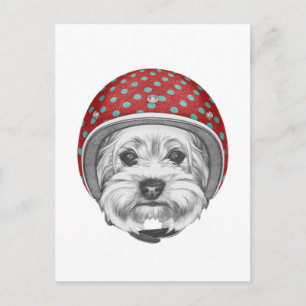 Carte Postale Yorkshire Terrier Daredevil