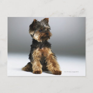 Carte Postale Yorkshire terrier, gros plan
