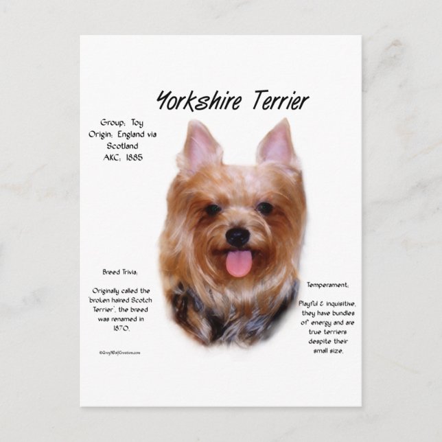 Carte Postale Yorkshire Terrier Histoire (Devant)