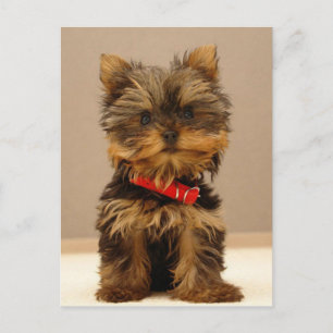 Carte Postale Yorkshire Terrier Puppy