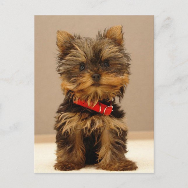 Carte Postale Yorkshire Terrier Puppy (Devant)