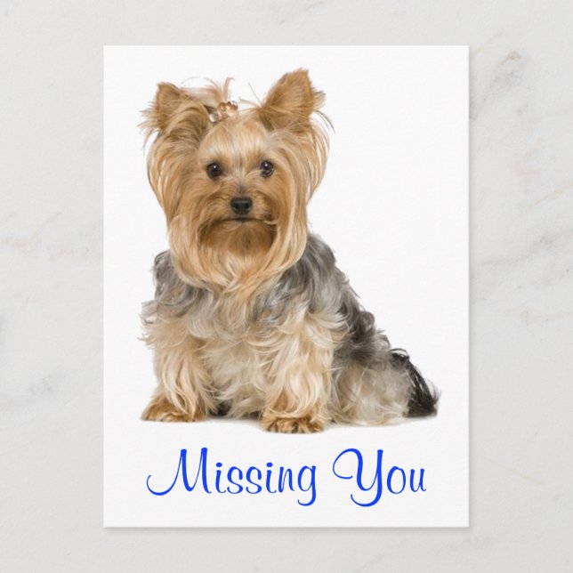 Carte postale Yorkshire Terrier Puppy Chien Manqua (Devant)