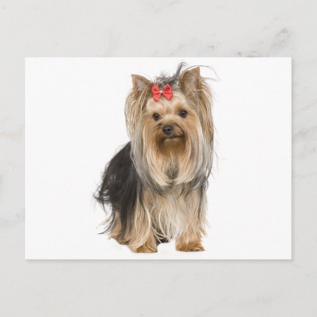 Carte Postale Yorkshire Terrier Puppy Dog Blank Postcard (Devant)