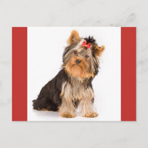 Carte Postale Yorkshire Terrier Puppy Dog Blank Postcard