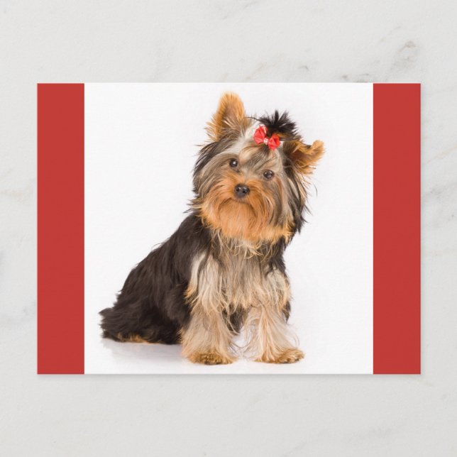 Carte Postale Yorkshire Terrier Puppy Dog Blank Postcard (Devant)