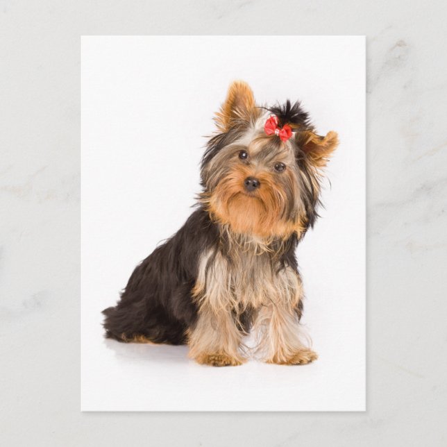 Carte Postale Yorkshire Terrier Puppy Dog Blank Postcard (Devant)