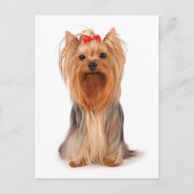 Carte Postale Yorkshire Terrier Puppy Dog Blank Postcard (Devant)