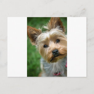 Carte Postale Yorkshire Terrier Puppy - "jjhelene design"