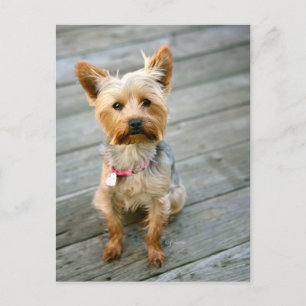 Carte Postale Yorkshire Terrier Puppy - Jjhelene design