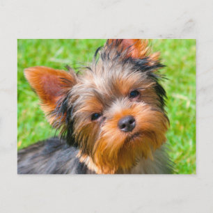 Carte Postale Yorkshire Terrier qui regarde vers le haut