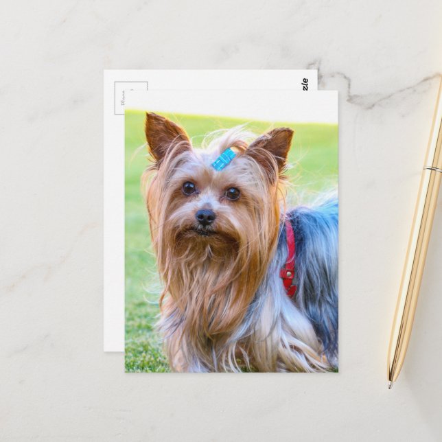 Carte Postale Yorkshire Terrier Yorkie race préférée (Devant/Arrière en situation)