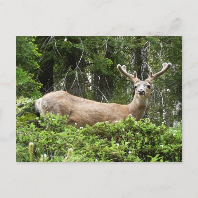 Carte Postale Yosemite Deer Nature Photographie (Devant)