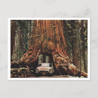 Carte Postale Yosemite NP, Wawona Tree, 1959 Inspiré Vintage