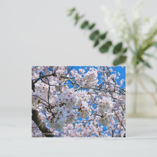 Carte Postale Yoshino Cherry (Debout devant)
