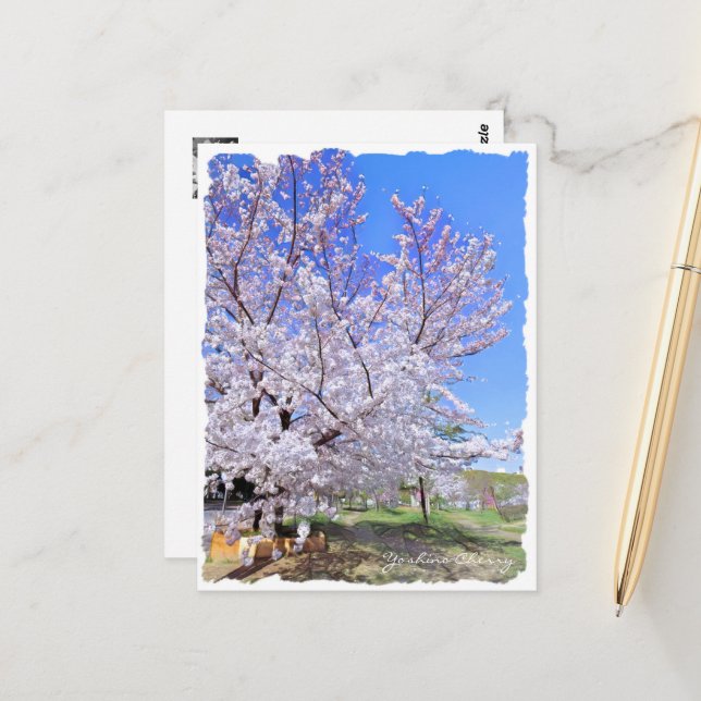 Carte Postale Yoshino Cherry ポストカード (Devant/Arrière en situation)