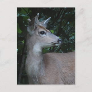 Carte Postale Young Black-Tailed Buck Postcard